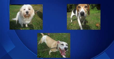 delaware county spca