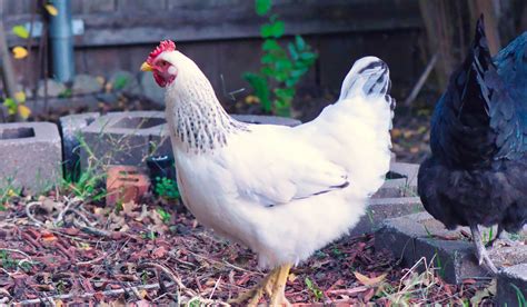 delaware hen