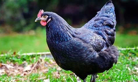 delaware state bird