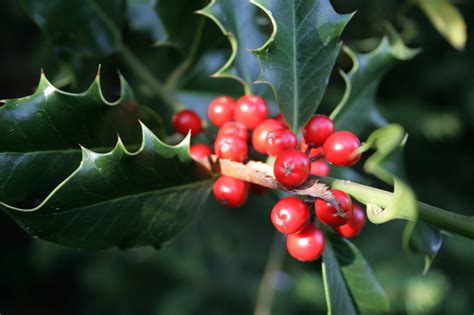 delaware state tree