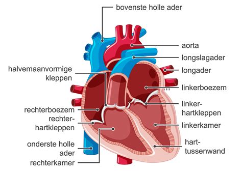 delen van het hart