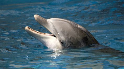 Delfini