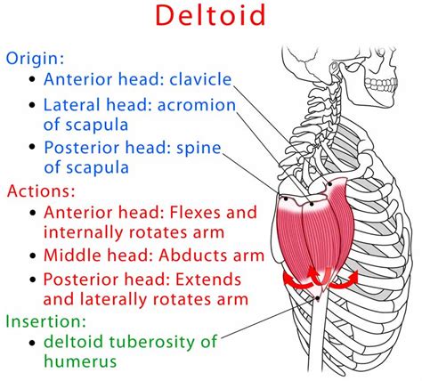 Deltoid Insertion And Origin