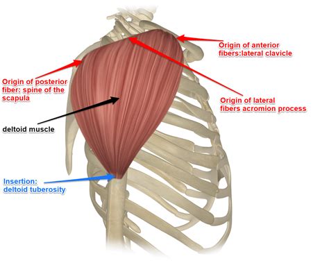 deltoid muscle diagram