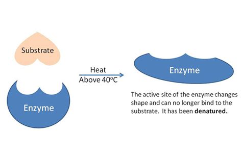 Denatured Enzyme