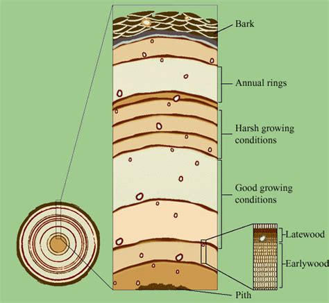 Dendro Collars Tree Growth