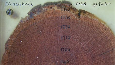 Read Dendrochronological Analysis Of Oak Tree Ring 