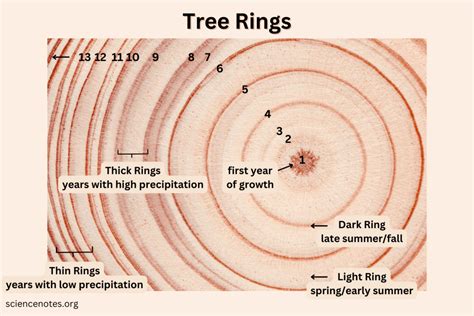 Read Dendrochronological Analysis Of Oak Tree Ring 