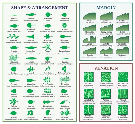 Dendrology Is The Study Of