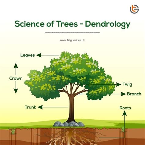 Dendrology Wikipedia Tree Science - Tree Science