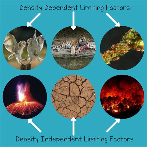 Density Dependent Limiting Factors