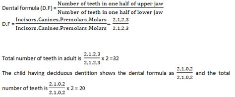 Dental Formula Of Human