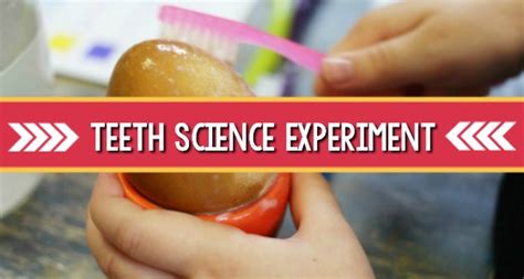 Dental Health Science Teeth Experiment Teeth Science Experiment - Teeth Science Experiment