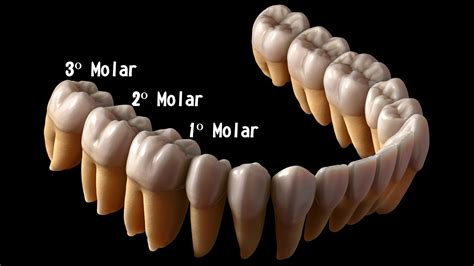 Dentes Pré Molares