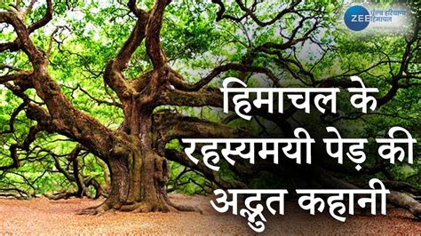 deodar meaning in Hindi - WordKosh