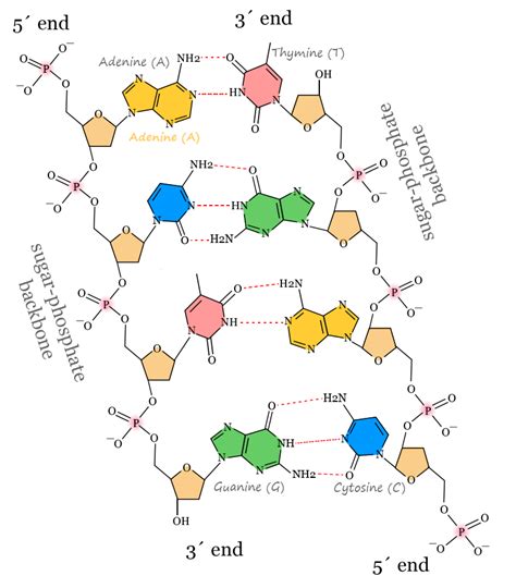 Deoxyribonucleic Acid