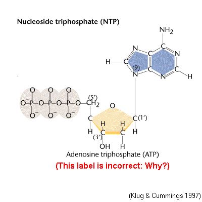 Deoxyribose Nucleoside Triphosphate