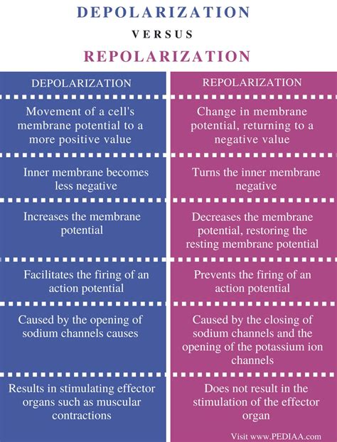 Depolarization Vs Repolarization