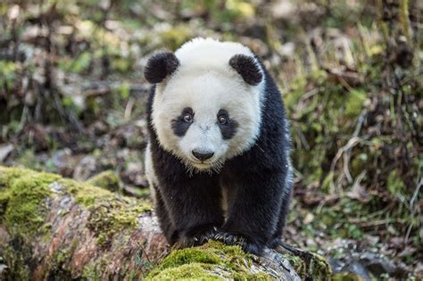 der grosse panda der grosse panda lasst einen dra