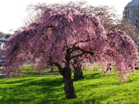 Der Kirschbaum