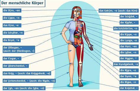 Der Korper Code Mit Weiblicher Korperintelligenz