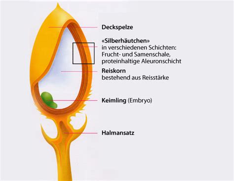 der oder das reiskorn