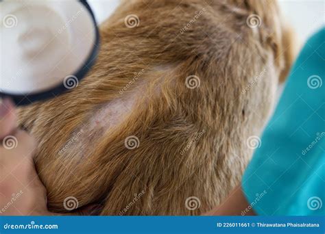dermatoloog hond