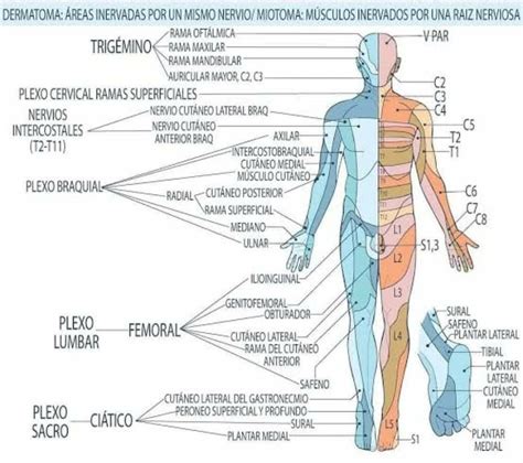 Dermatomas Y Miotomas
