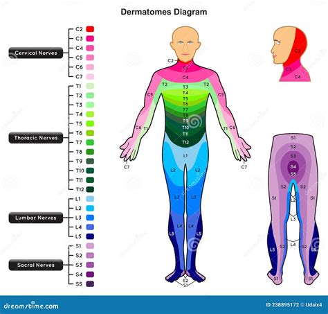 Dermatomes