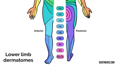 Dermatomes Of Lower Limb
