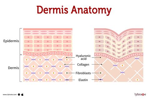 dermis