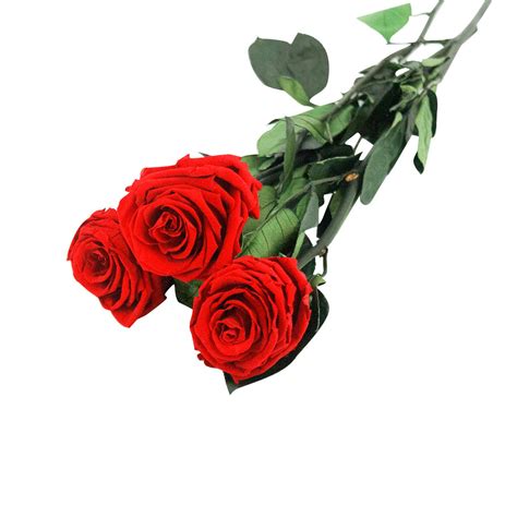 des roses rouge vif