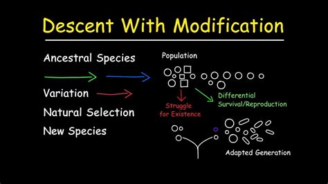 Descent With Modification Describes The Process Of Multiple Choice Question