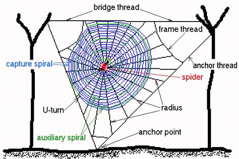 Describe The Spider X27 S Web Worksheet Teacher Spiders Worksheet 4th Grade - Spiders Worksheet 4th Grade
