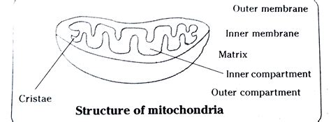 Describe The Structure Of A Seminiferous Tubule