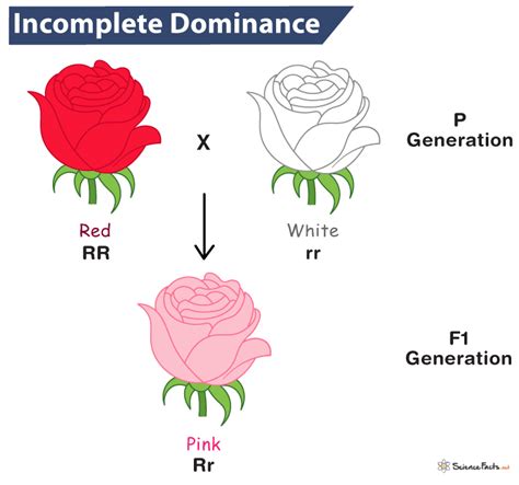 Description Of Incomplete Dominance