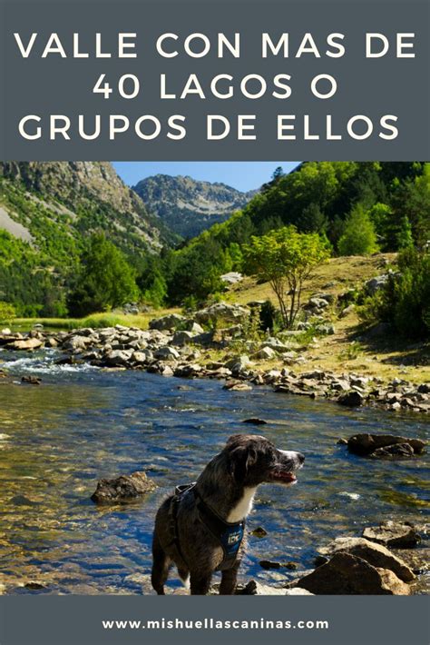 Descubre las mejores rutas de agua con perros en Cataluña: ¡diversión asegurada!