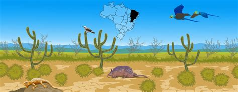 Desenho Da Caatinga