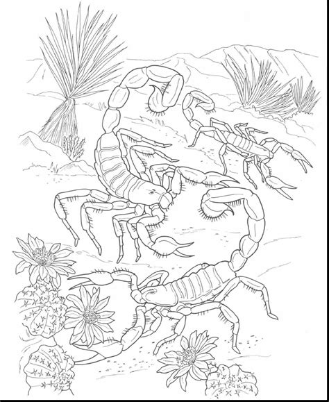 Desert Animals Coloring Pages At Getcolorings Com Free Desert Animals Coloring Pages - Desert Animals Coloring Pages