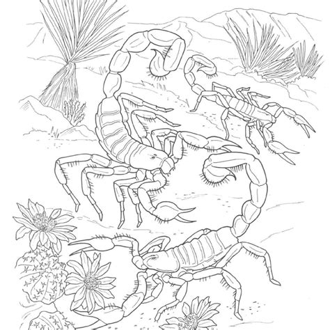 Desert Animals Coloring Pages At Getdrawings Free Download Desert Animals Coloring Pages - Desert Animals Coloring Pages