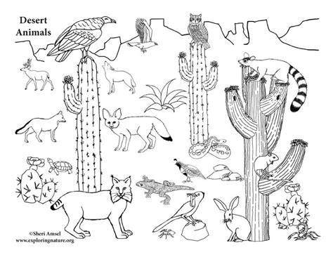 Desert Animals In Habitat Coloring Page Desert Habitat Coloring Pages - Desert Habitat Coloring Pages