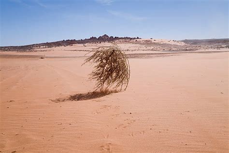 Desert Ball Rolling