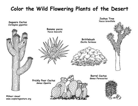 Desert Flowering Plants Labeled 8211 Coloring Nature Desert Habitat Coloring Pages - Desert Habitat Coloring Pages