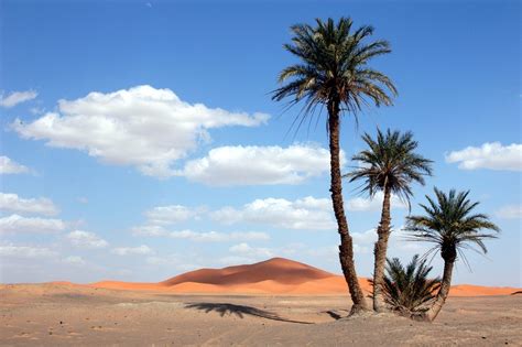 desert palm tree