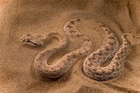 desert snake