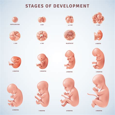 Development Of A Human Fetus Lab