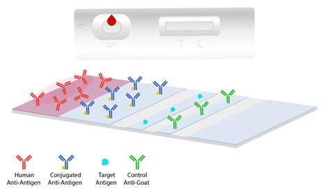 Development Of A Lateral Flow Immunoassay For Rapid Field