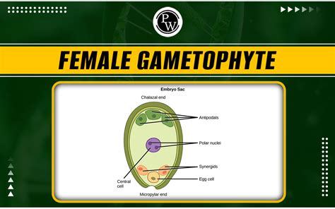 Development Of Female Gametophyte
