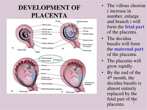 Development Of Placenta Ppt