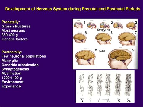 Development Of The Nervous System Sanes 3rd Edition Pdf